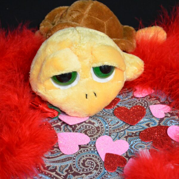 Shelly the valentines turtle