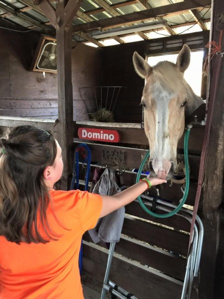 Dreamcatcher Horse Ranch Rescue Center Domino