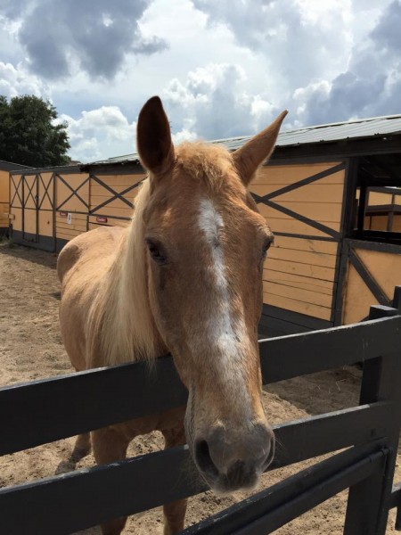 Dreamcatcher Horse Ranch Rescue Center