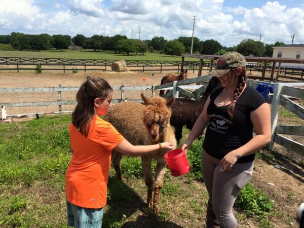 Dreamcatcher Horse Ranch Rescue Center Alpacas