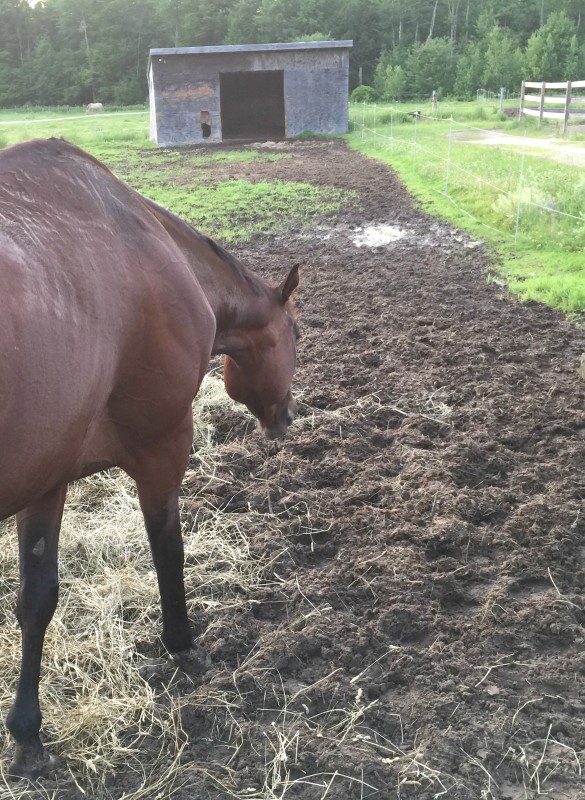 Other horses