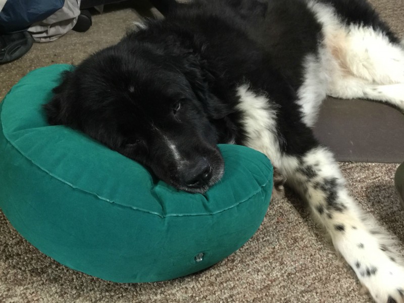 Xena and pillow