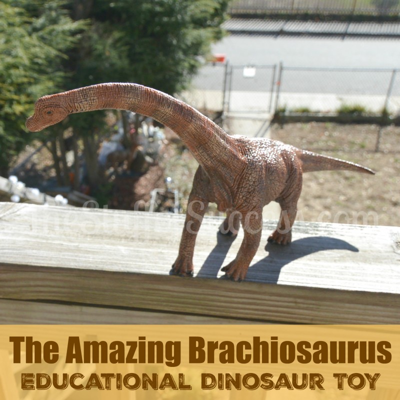 Educational Dinosaur Toy The Amazing Brachiosaurus
