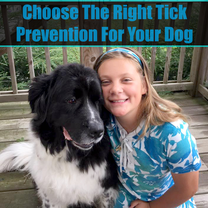 Choose The Right Tick Prevention For Your Dog