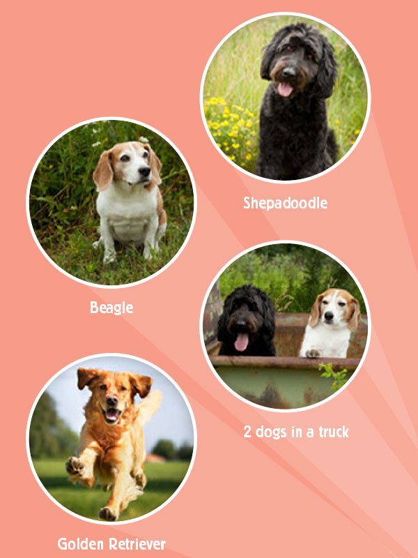 dog_projections_1024x1024