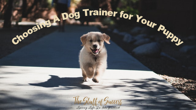 What You Need to Know When Choosing A Dog Trainer for Your Puppy