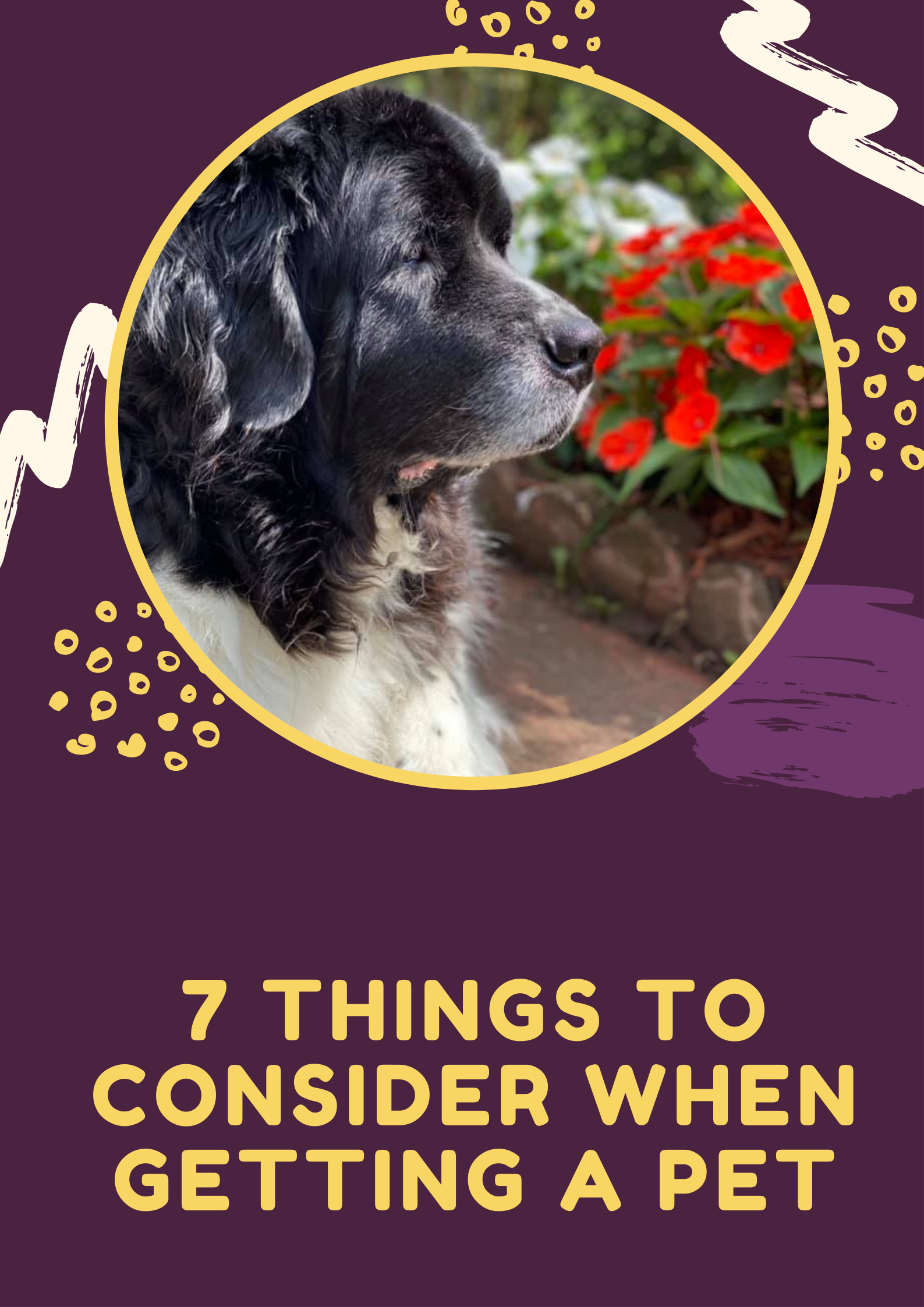 7 Things to Consider When Getting A Pet