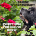 Canine Hydrotherapy: Everything You Should Know