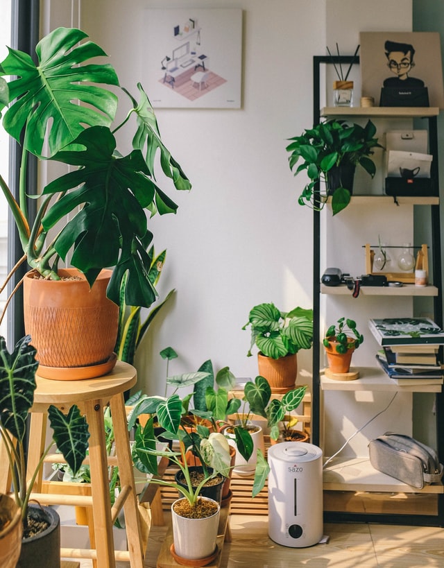 How to Dress Up Your Interiors with Houseplants