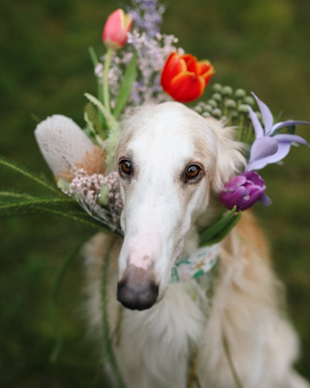 How Should You Care for a Borzoi Breed Dog?