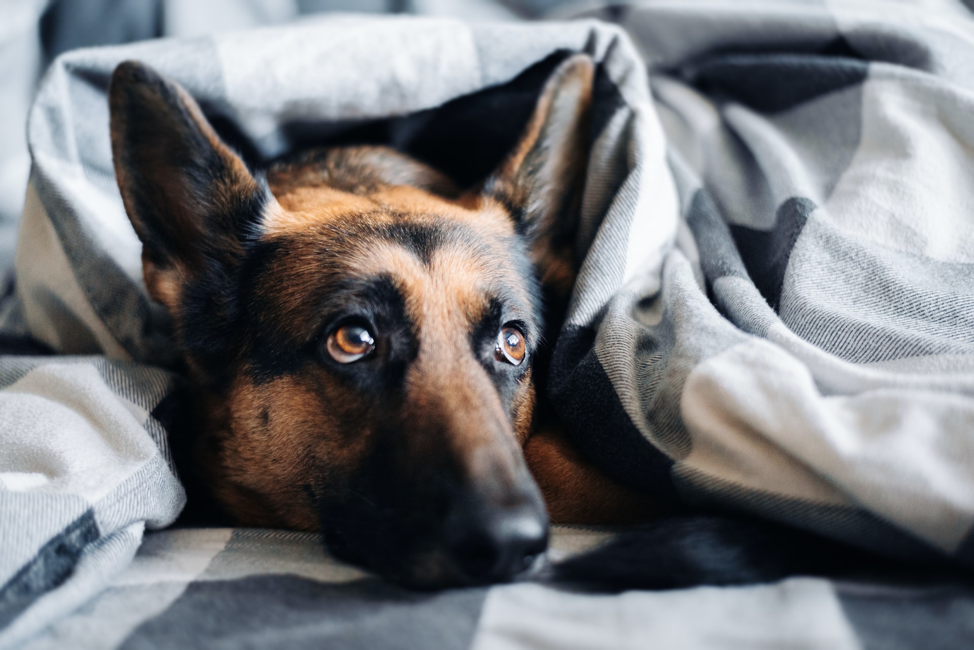 How To Make A Dog Bed: DIY Dog Bed Ideas 