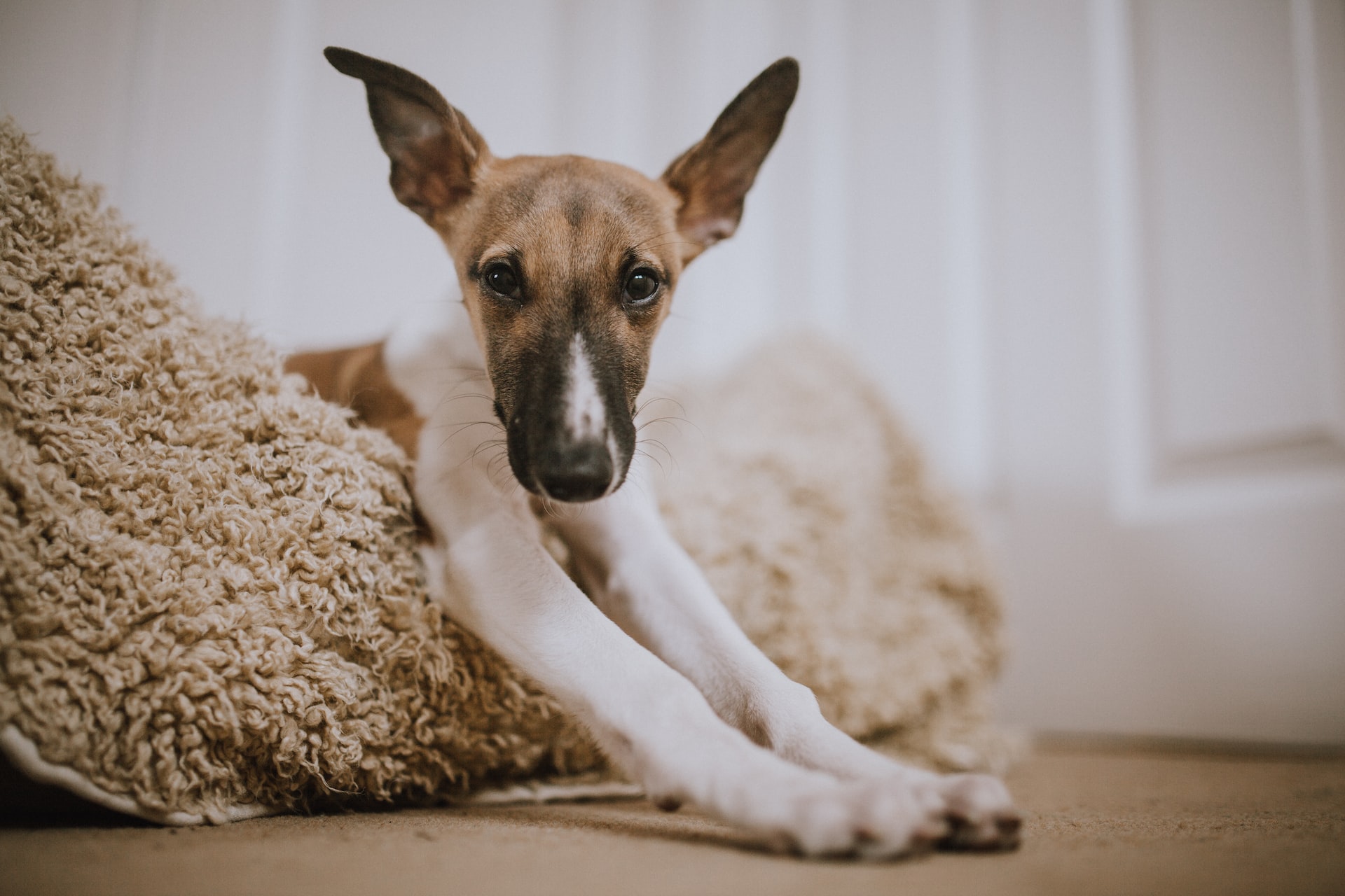 How To Make A Dog Bed: DIY Dog Bed Ideas