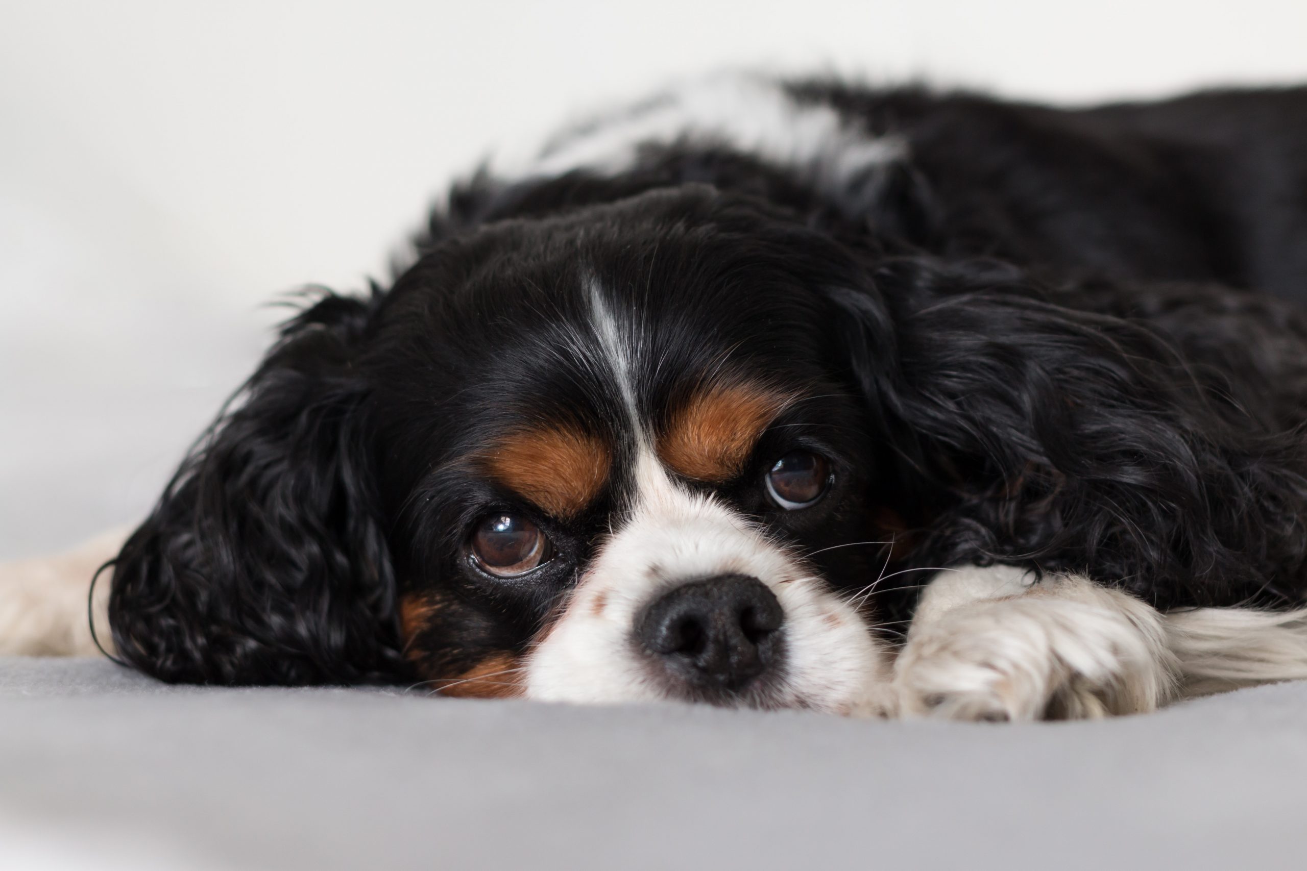 How To Make A Dog Bed: DIY Dog Bed Ideas