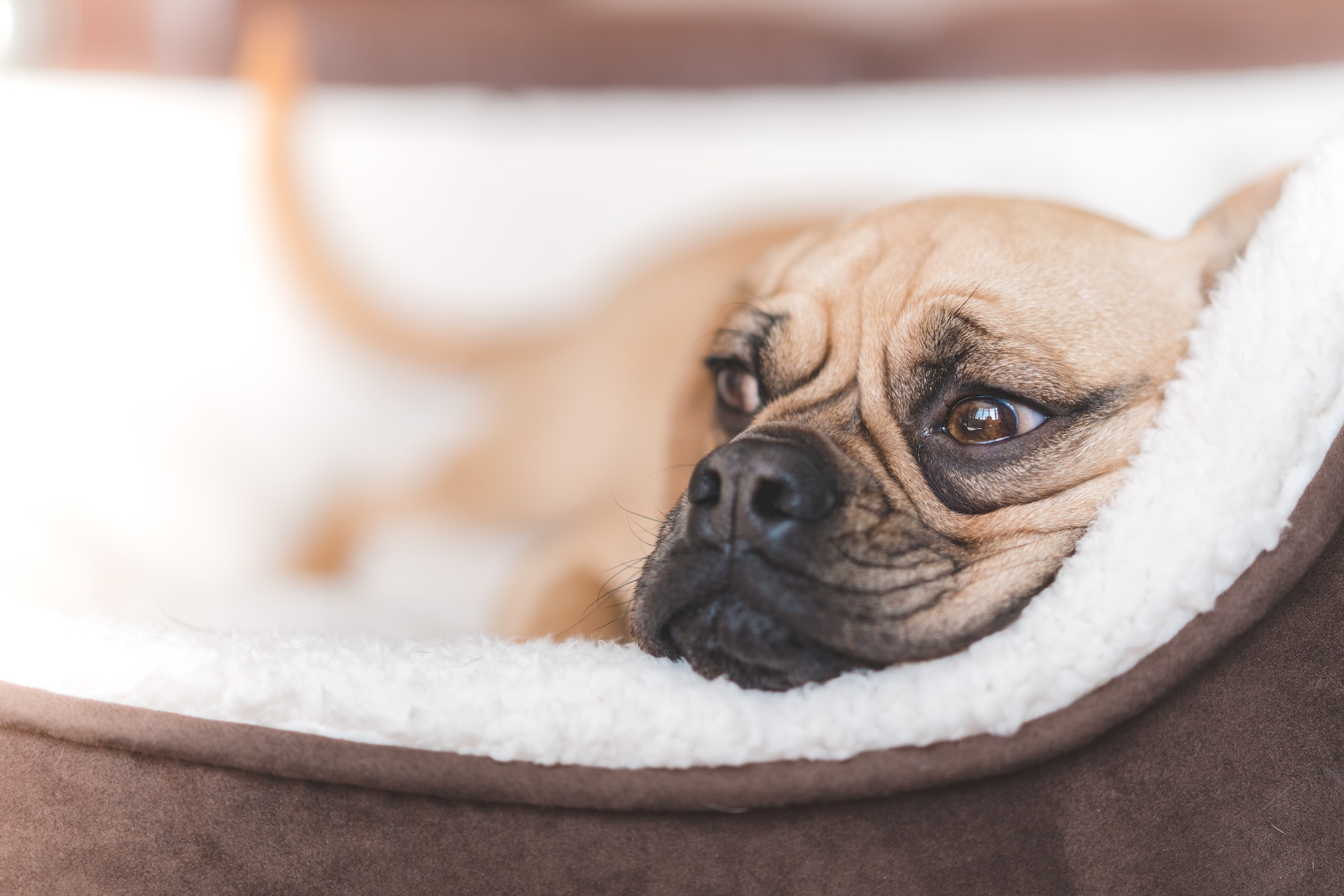 DIY Dog Bed Ideas