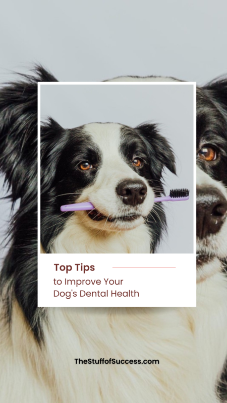 dogs dental health