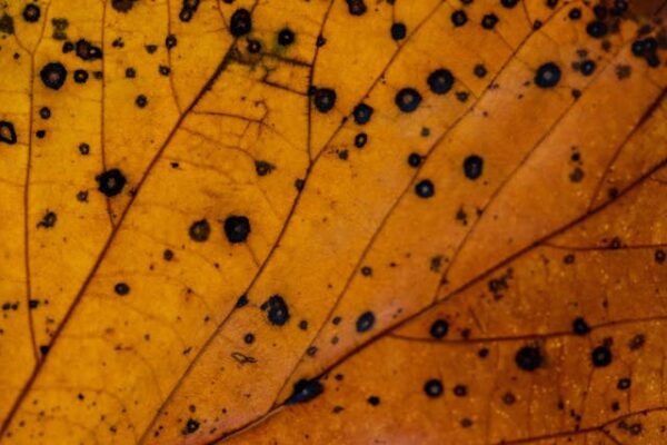 tree disease